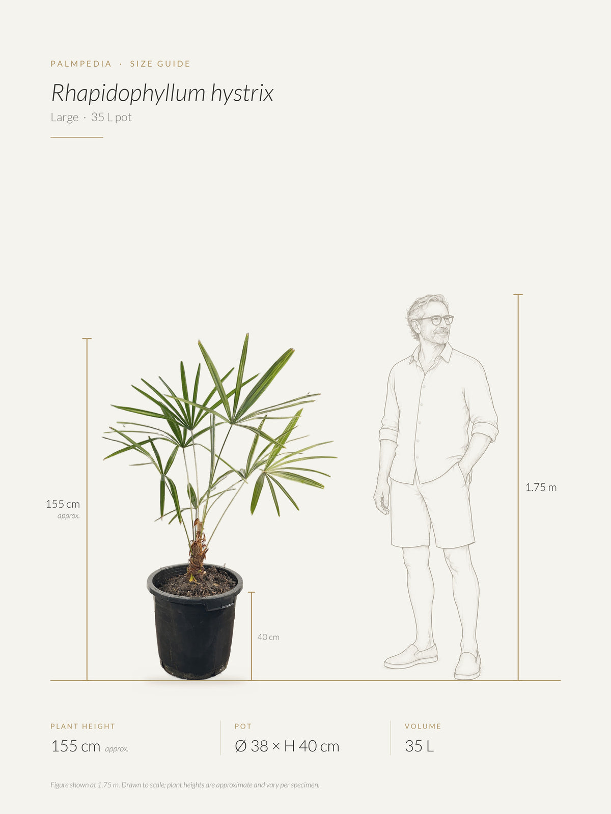 Rhapidophyllum hystrix – size guide