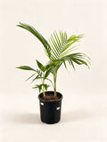 Archontophoenix cunninghamiana 'Illawarra'
