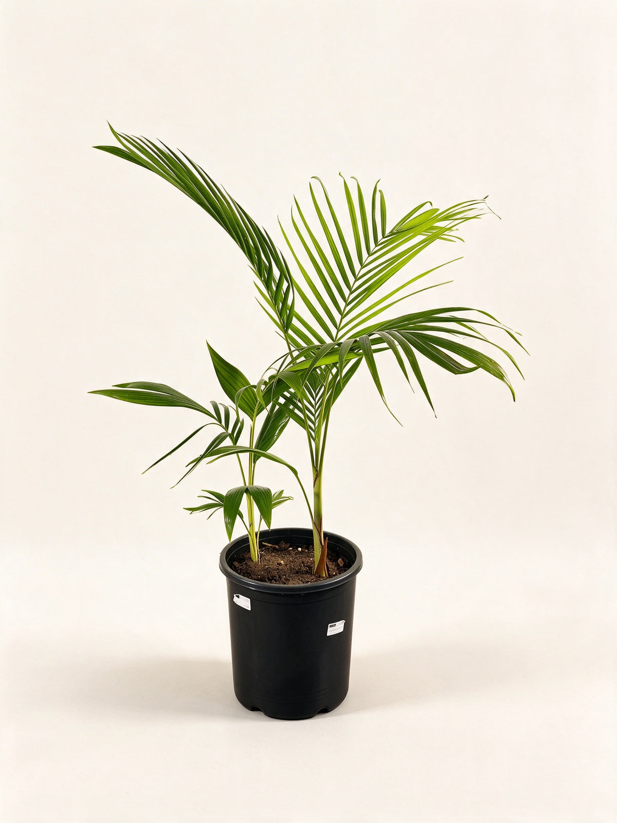 Archontophoenix cunninghamiana 'Illawarra'