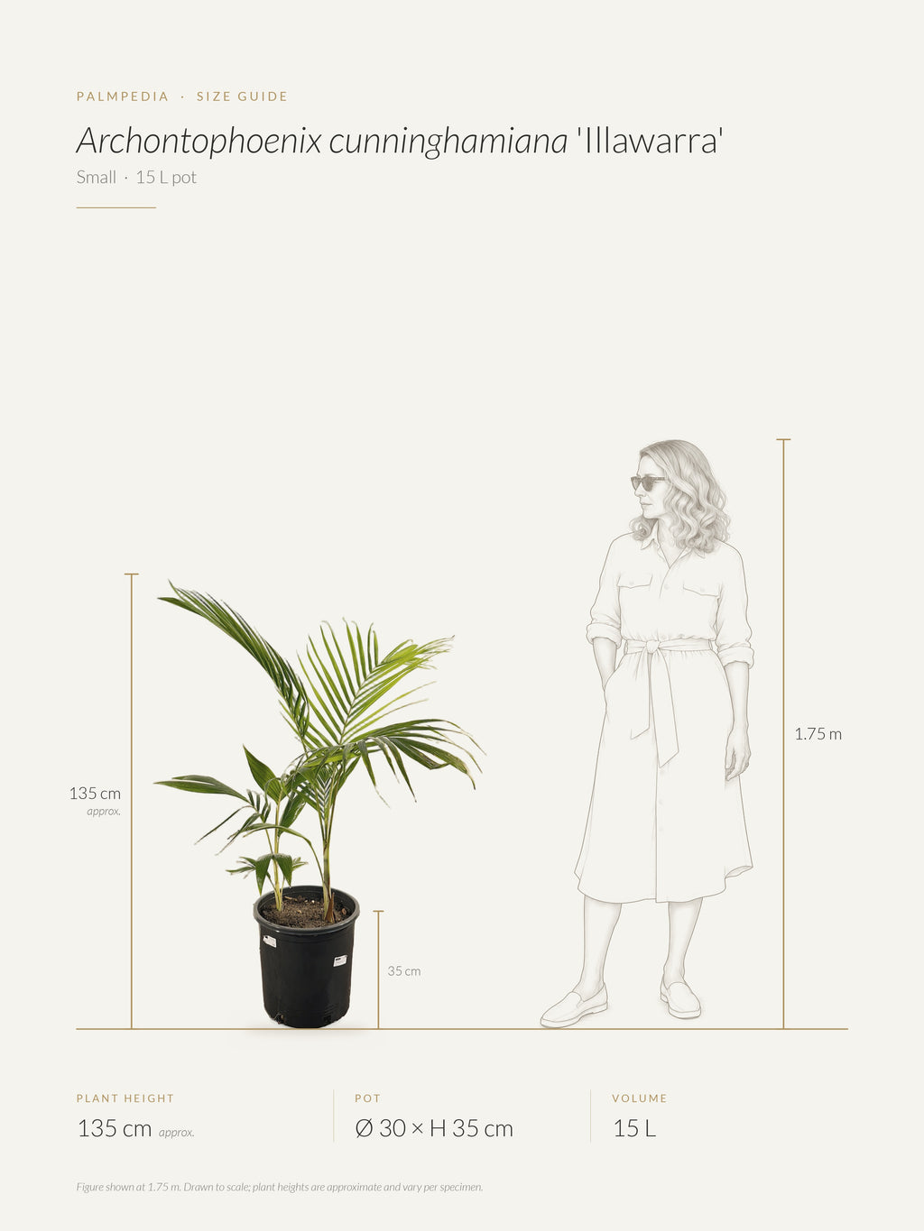 Archontophoenix cunninghamiana 'Illawarra' – size guide