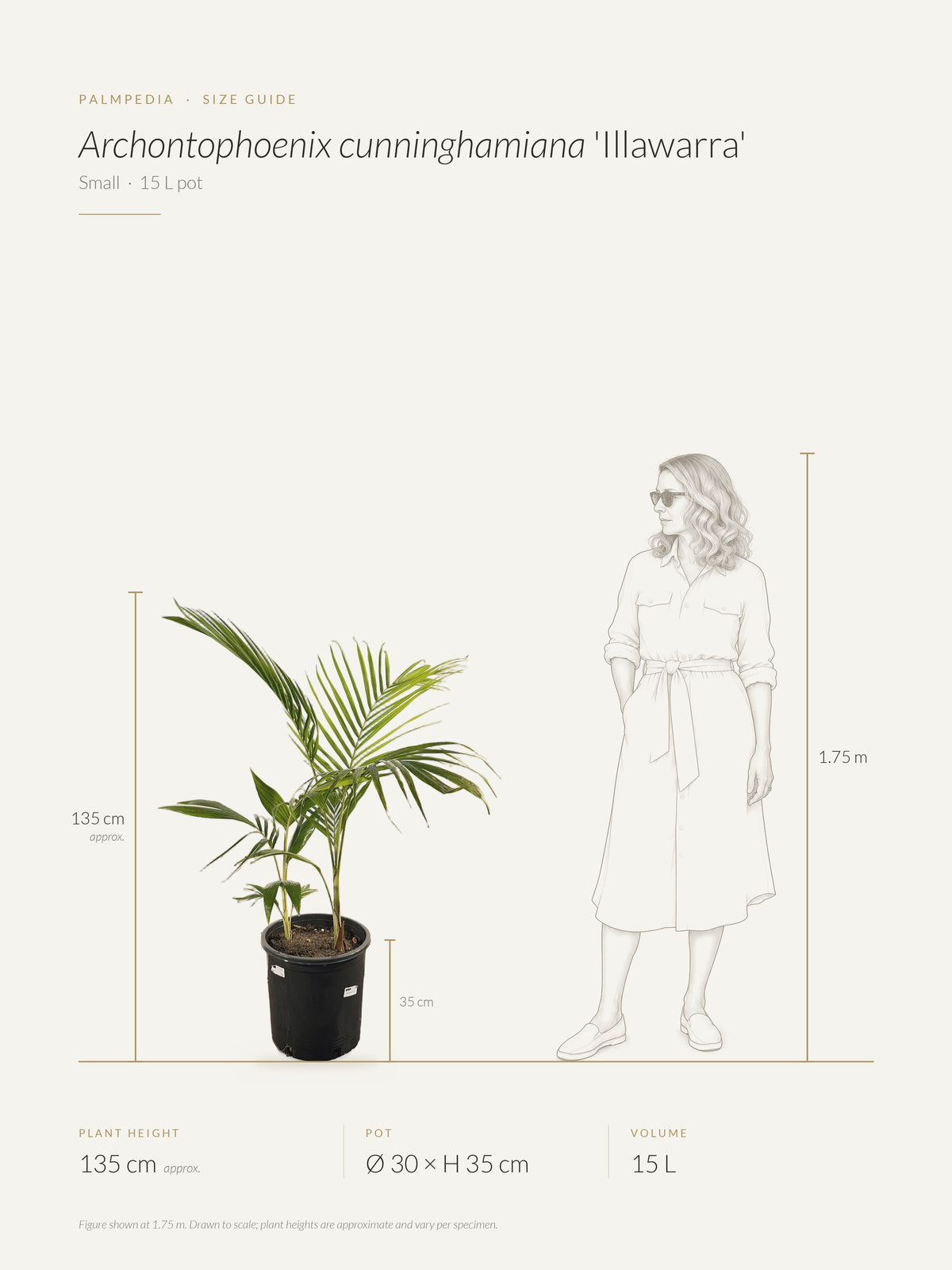 Archontophoenix cunninghamiana 'Illawarra' – size guide