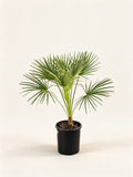 Chamaerops humilis 'Argentea'