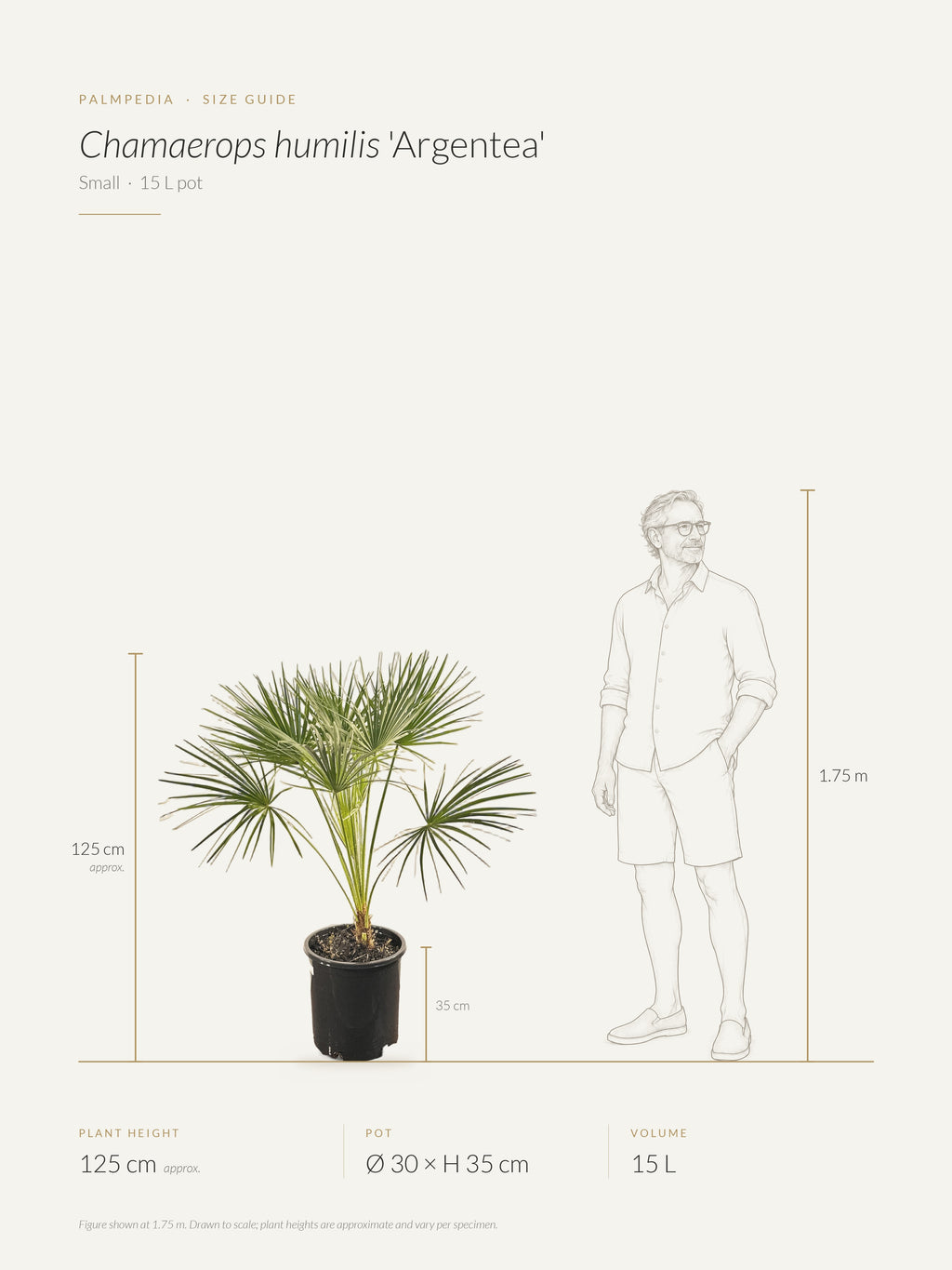 Chamaerops humilis 'Argentea' – size guide