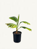 Pritchardia hillebrandii