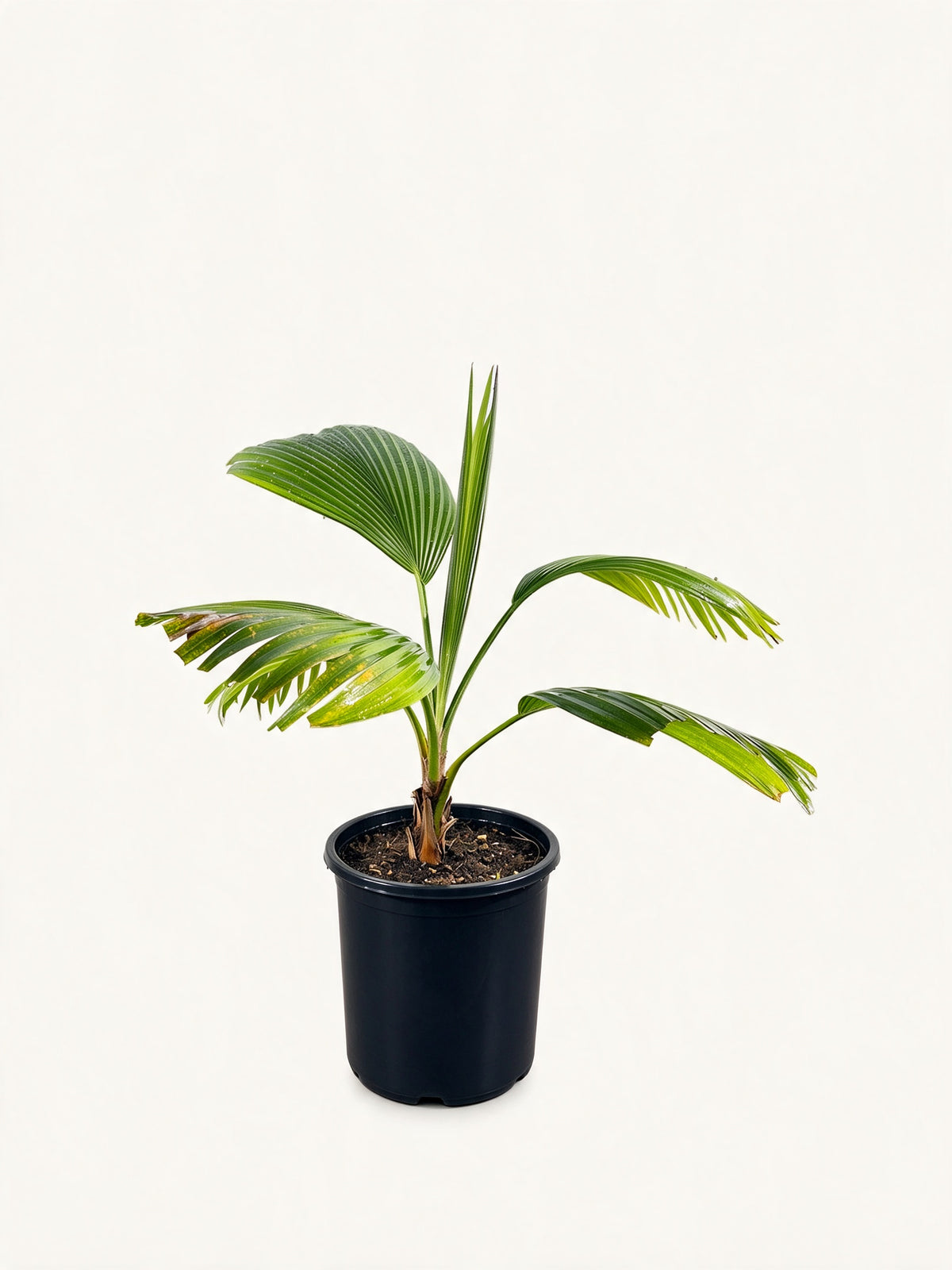 Pritchardia hillebrandii