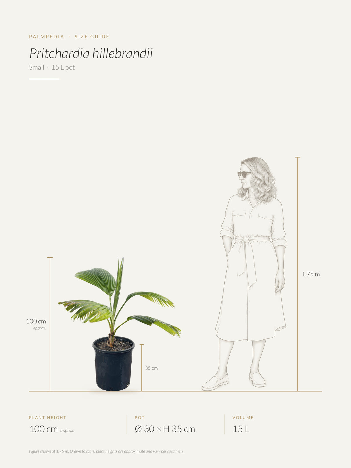 Pritchardia hillebrandii – size guide