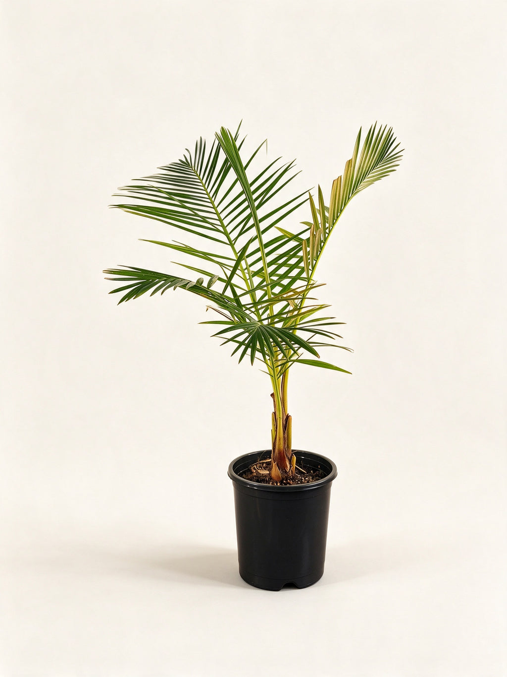 Raphia australis