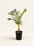 Raphia australis