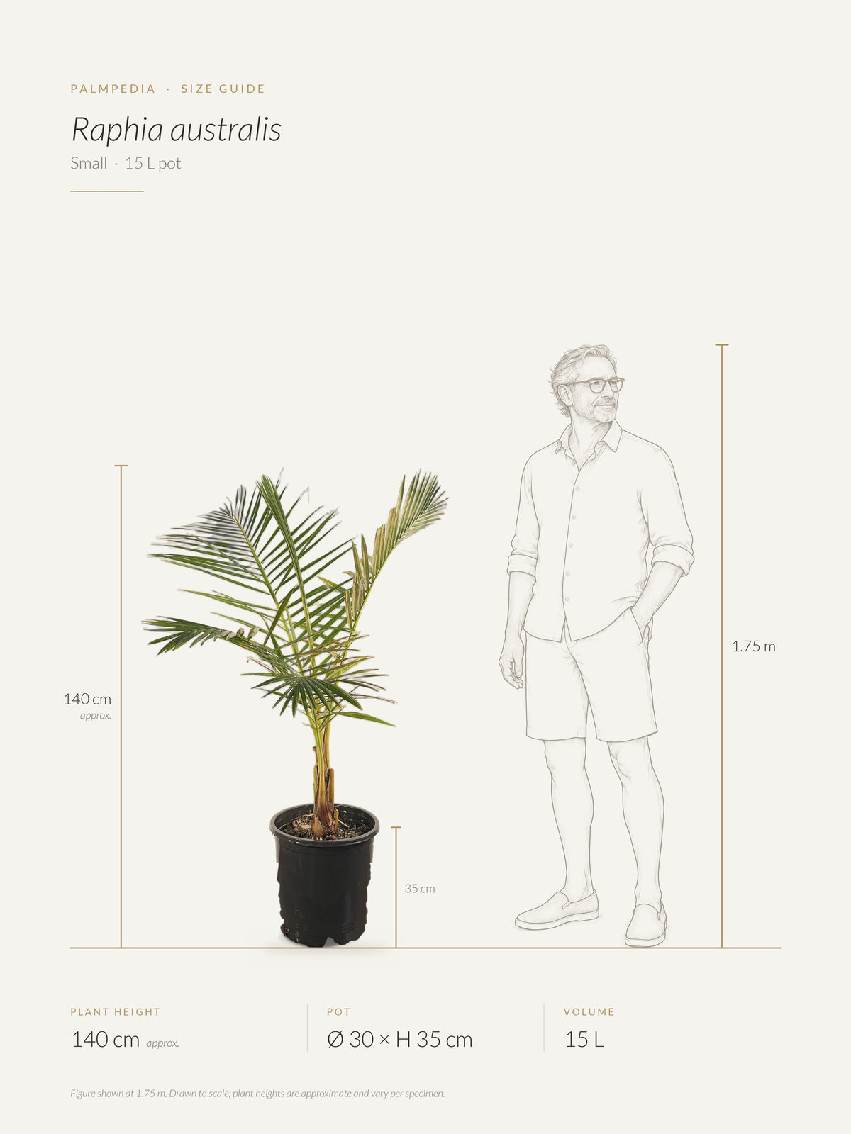 Raphia australis – size guide