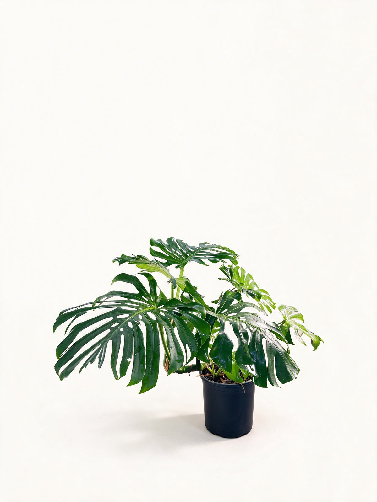 Monstera deliciosa