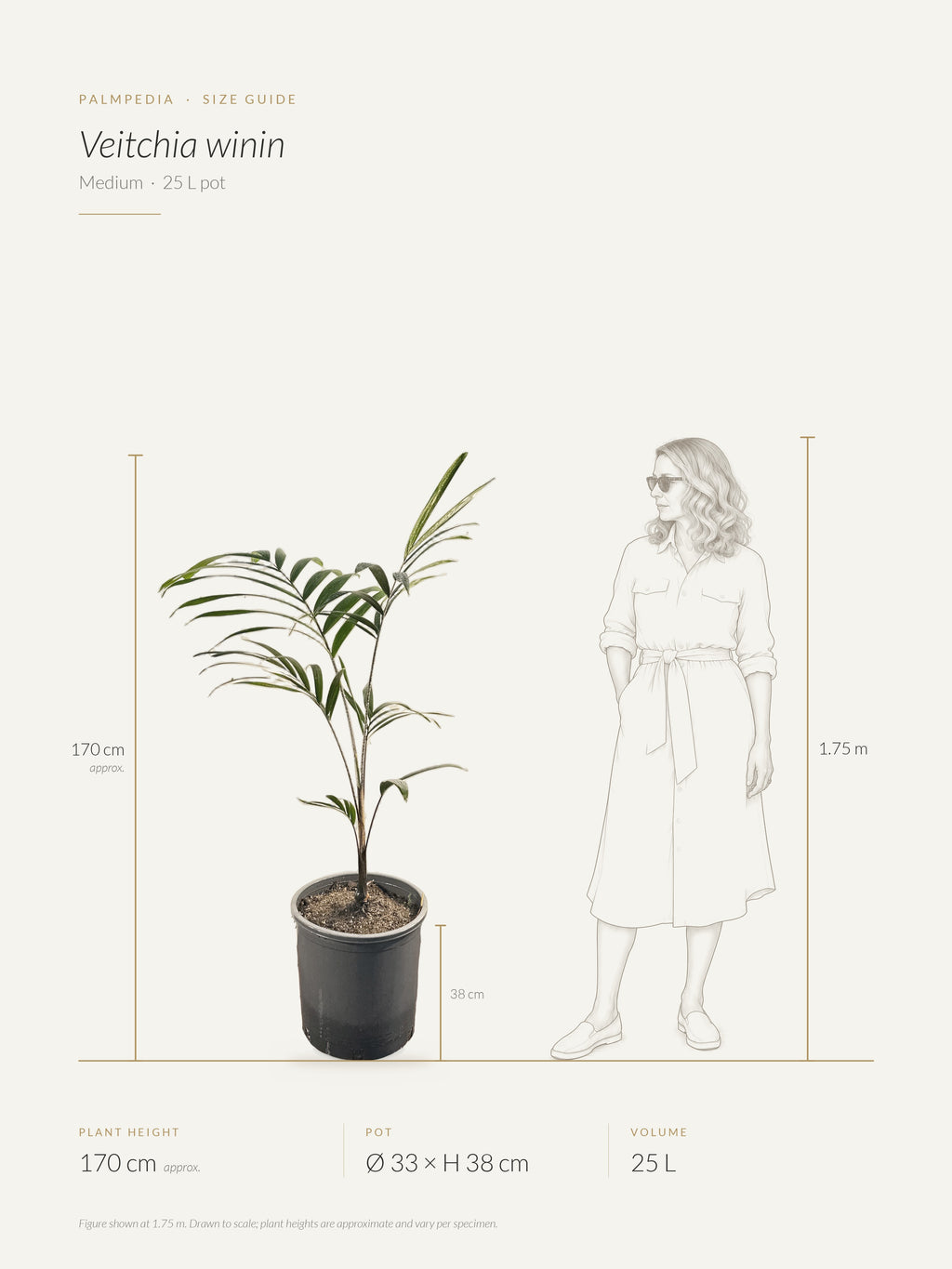 Veitchia winin – size guide