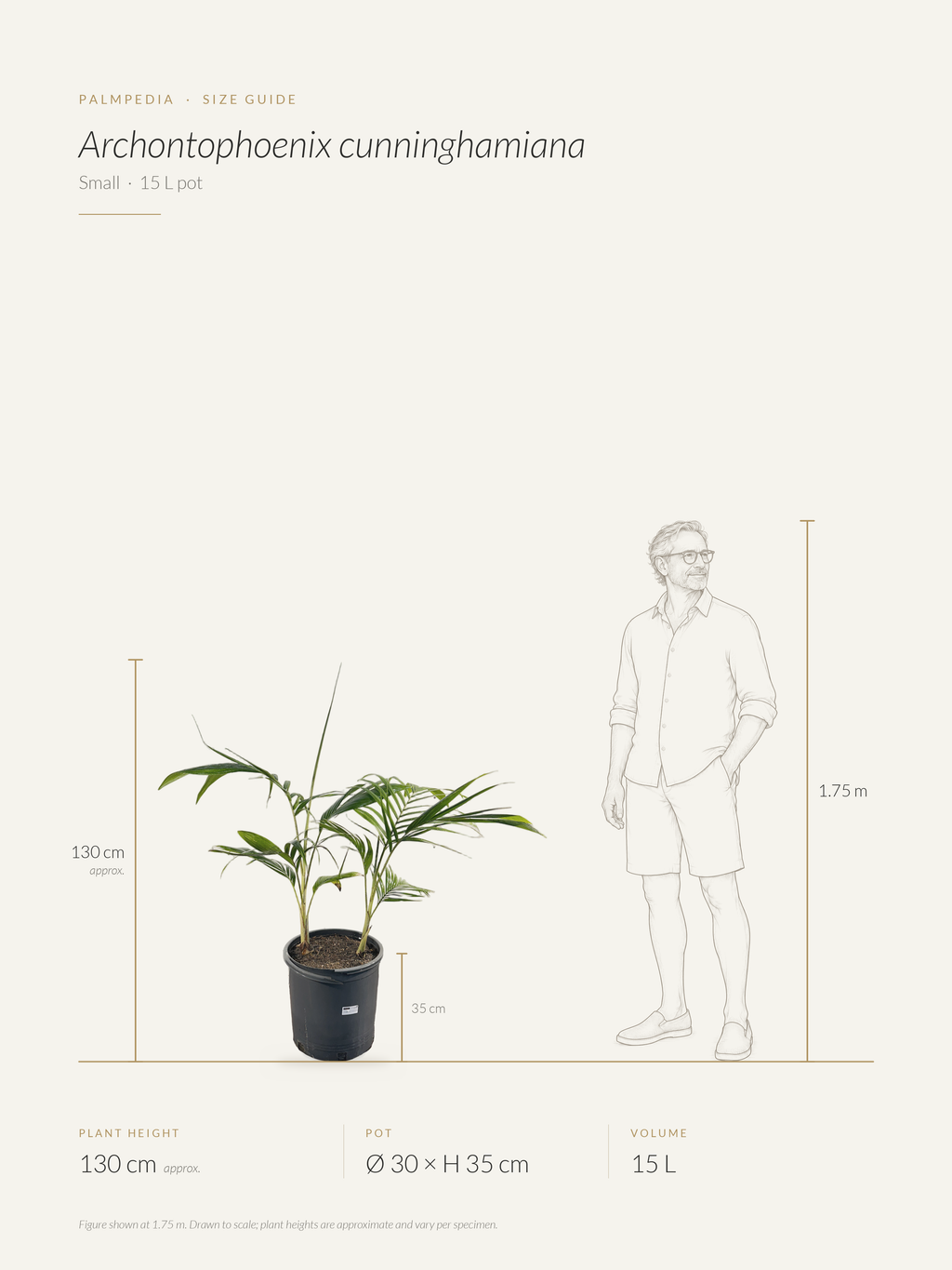 Archontophoenix cunninghamiana – size guide
