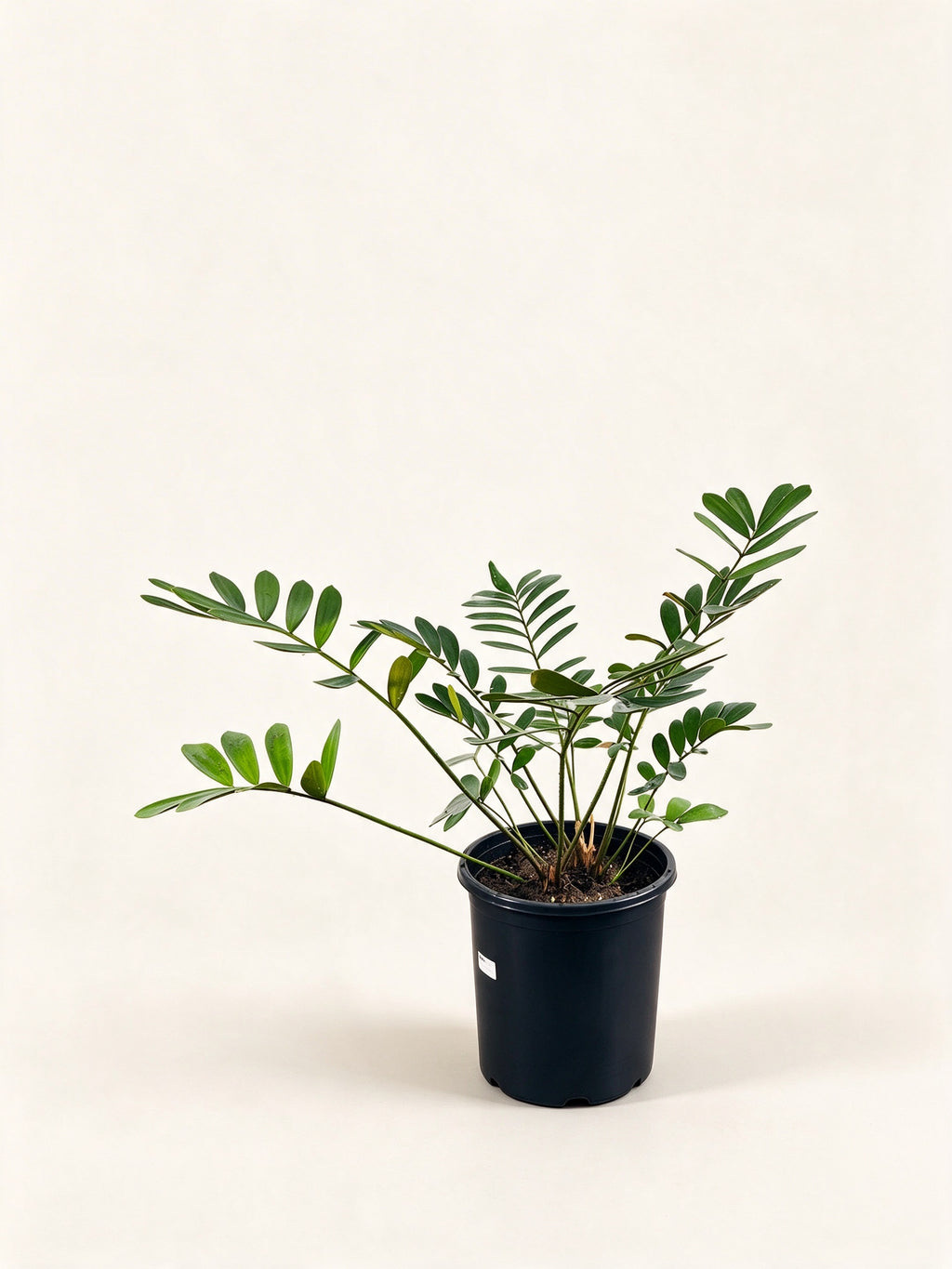 Zamia furfuracea