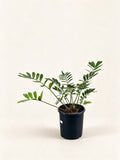 Zamia furfuracea
