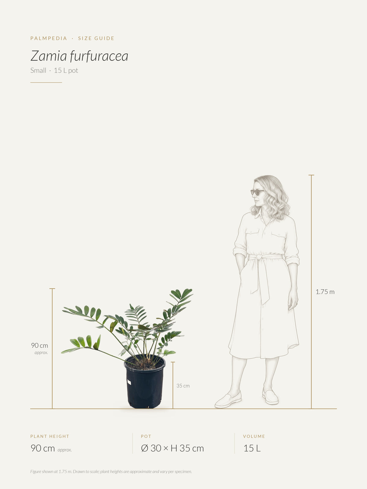 Zamia furfuracea – size guide
