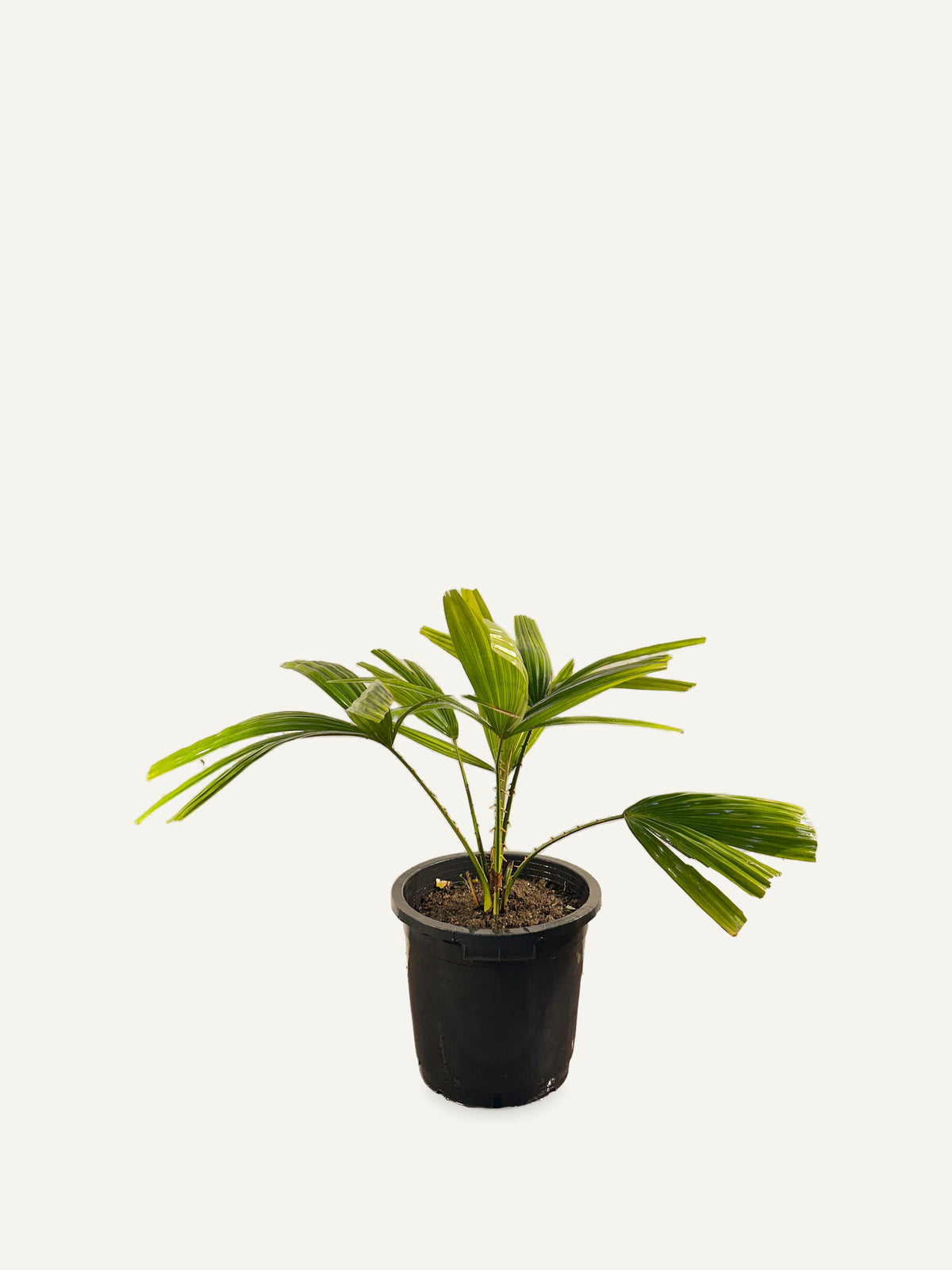 Pholidocarpus macrocarpus – Palmpedia, view 4