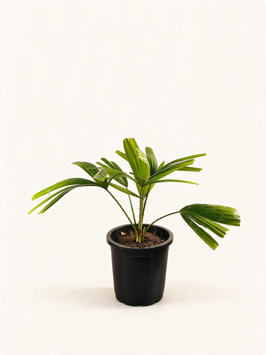 Pholidocarpus macrocarpus