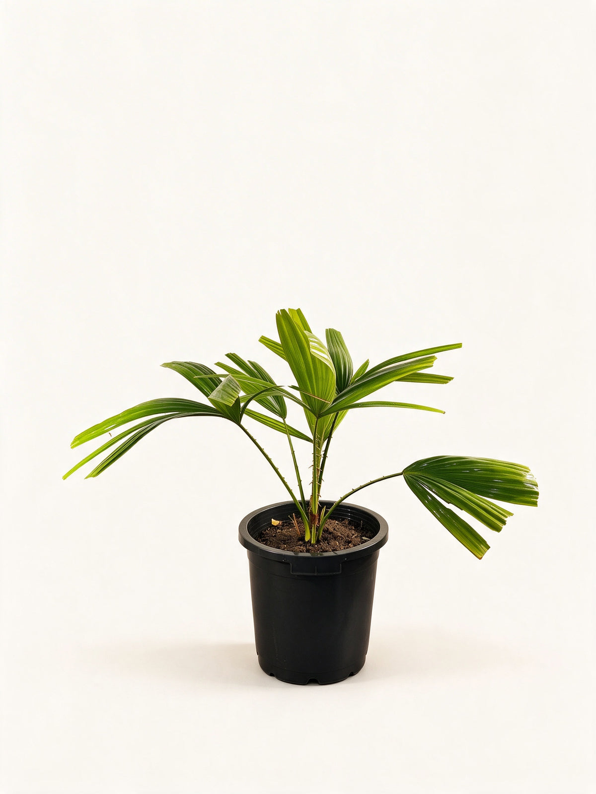Pholidocarpus macrocarpus