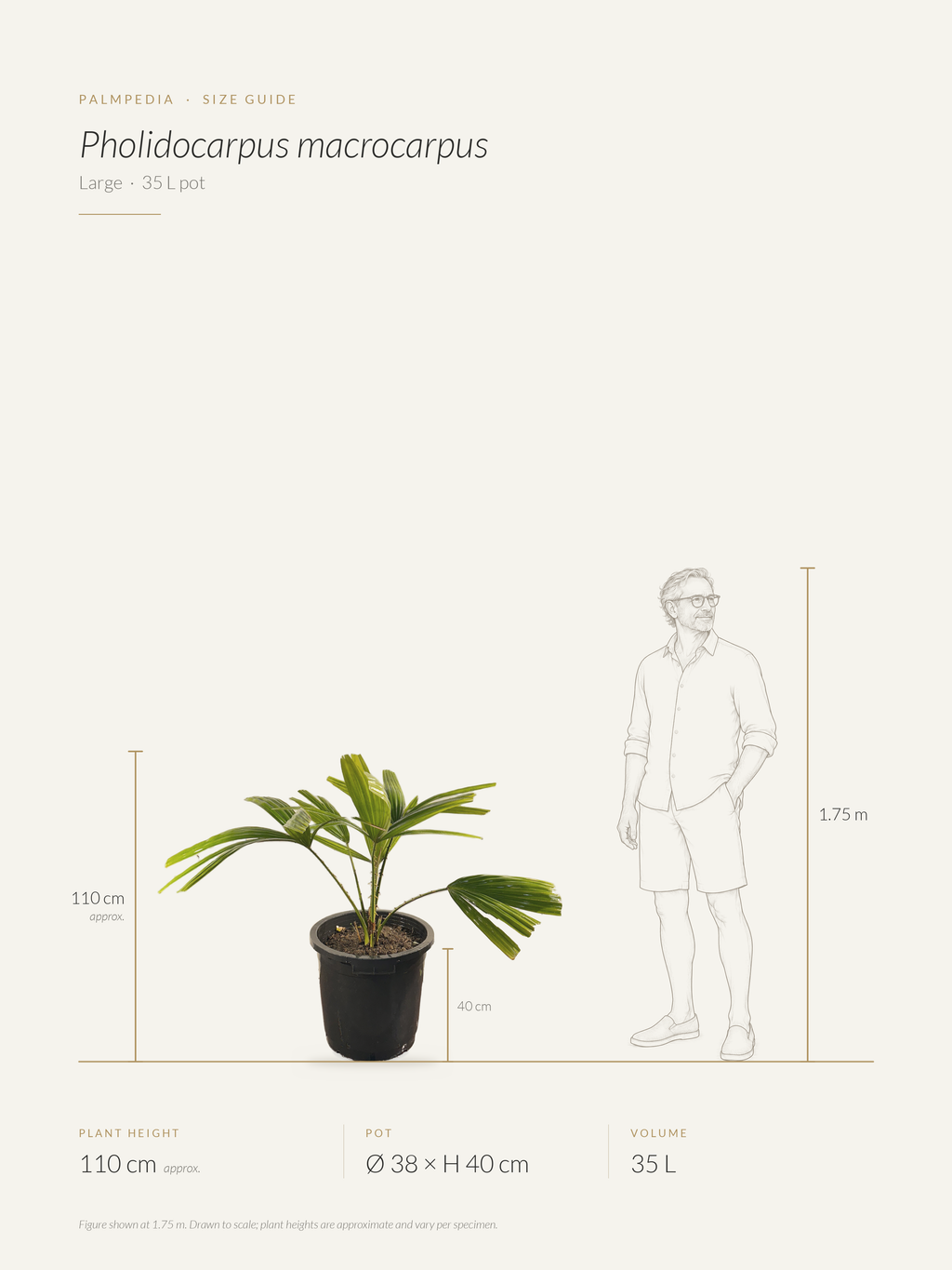 Pholidocarpus macrocarpus – size guide