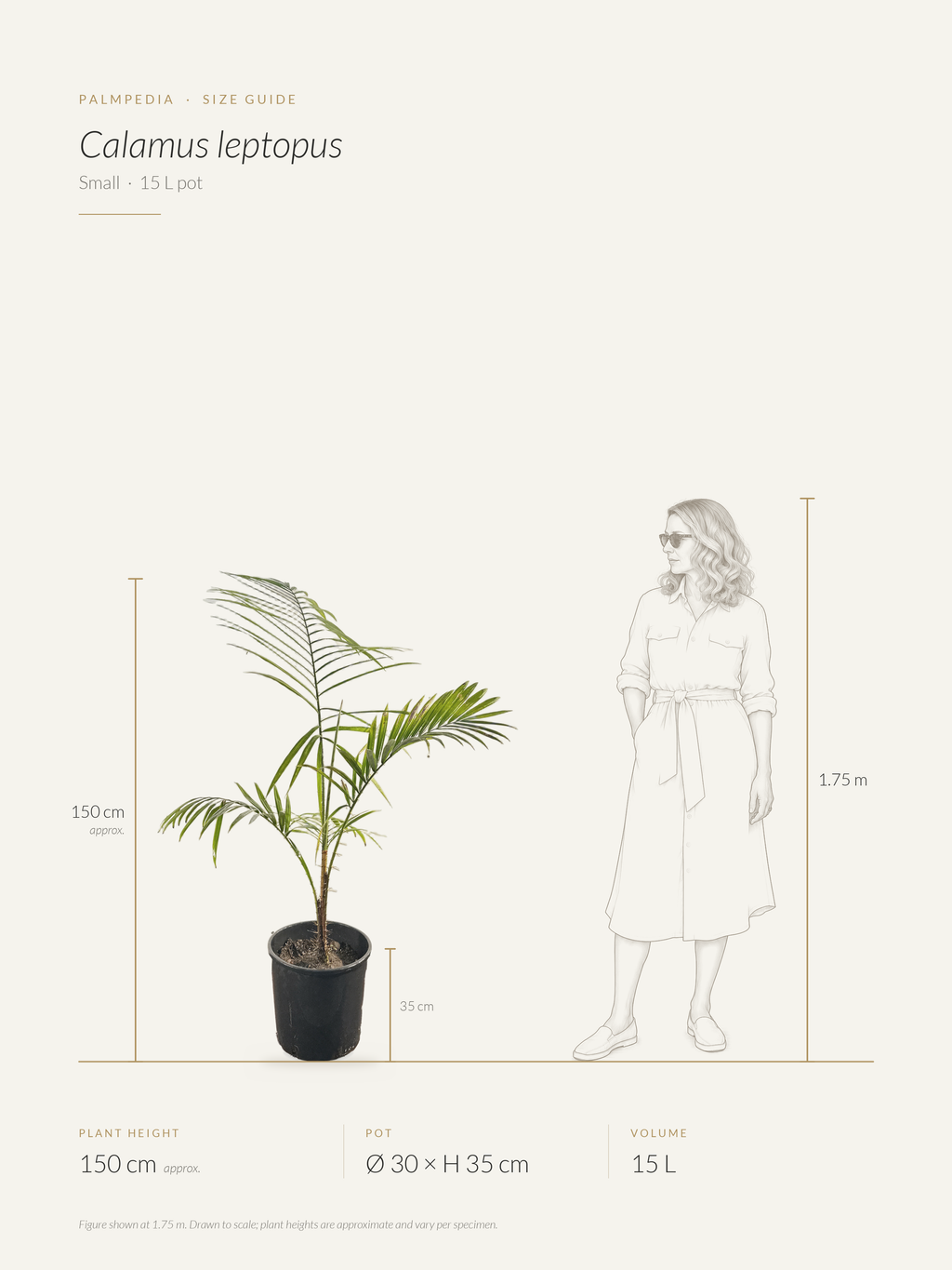 Calamus leptopus – size guide