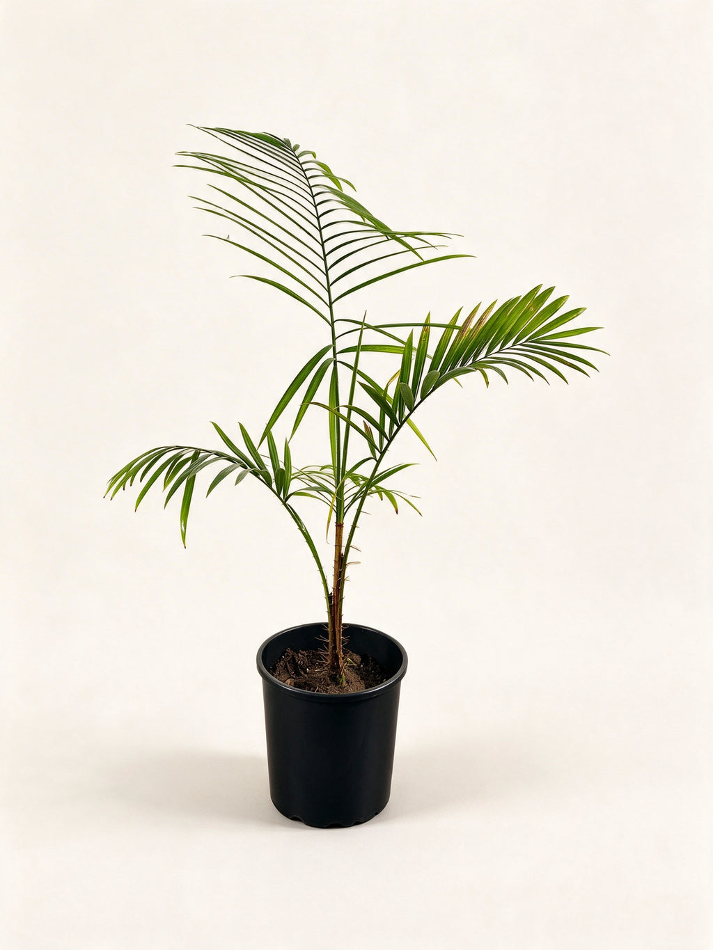 Calamus leptopus