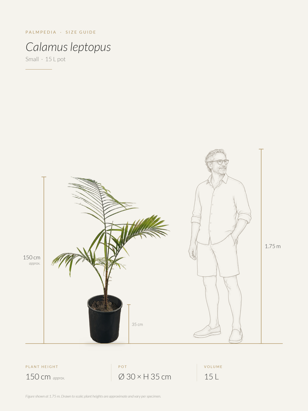 Calamus leptopus – size guide