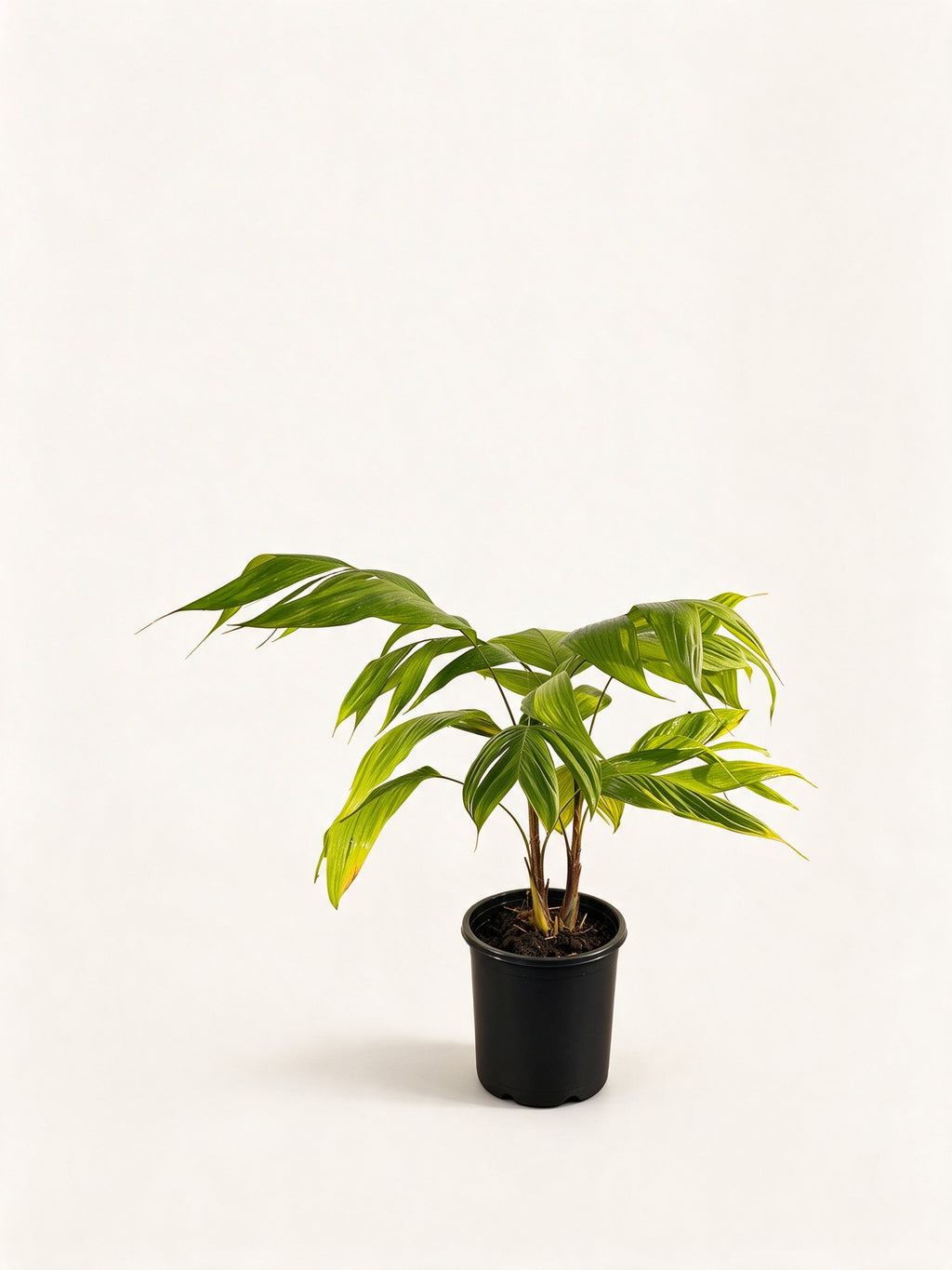 Chrysalidocarpus malcomberi