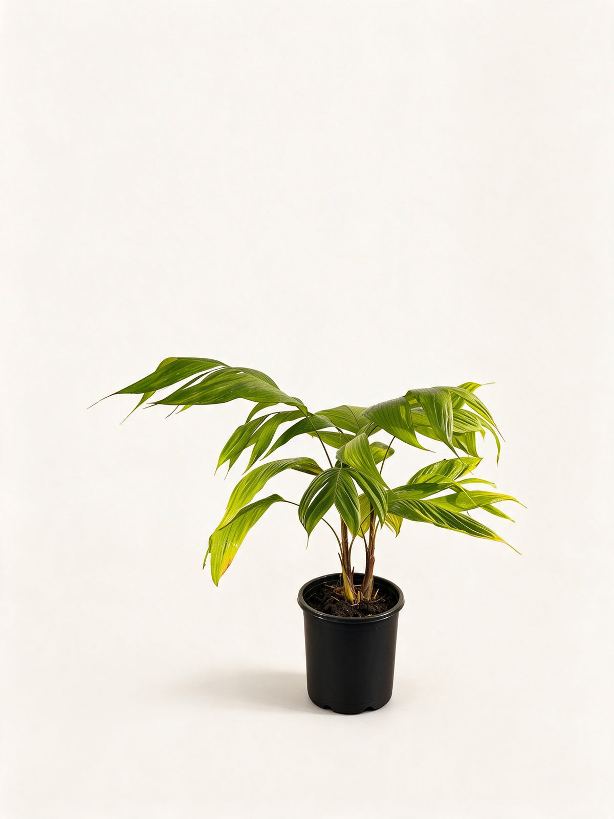 Chrysalidocarpus malcomberi