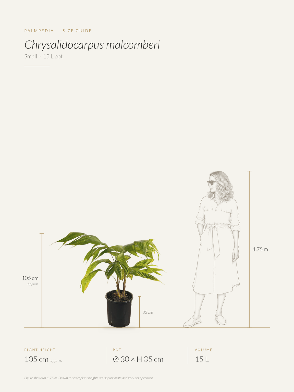 Chrysalidocarpus malcomberi – size guide
