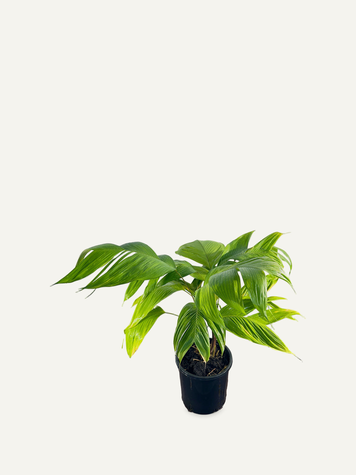Chrysalidocarpus malcomberi – Palmpedia, view 5