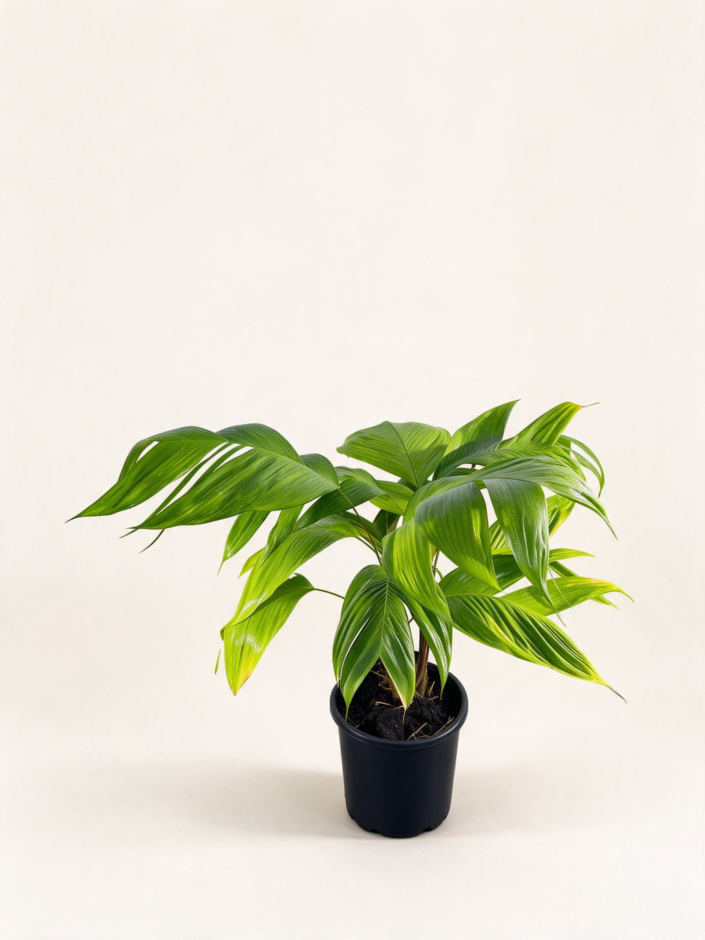 Chrysalidocarpus malcomberi