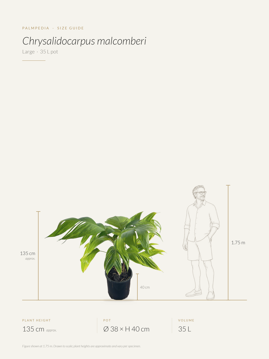 Chrysalidocarpus malcomberi – size guide