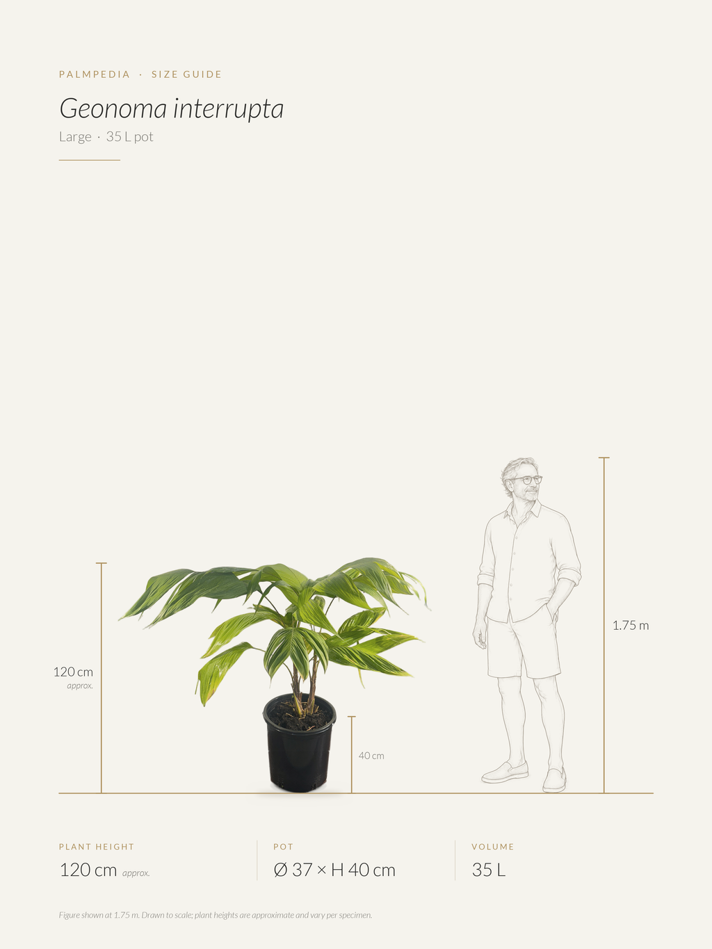 Geonoma interrupta – size guide