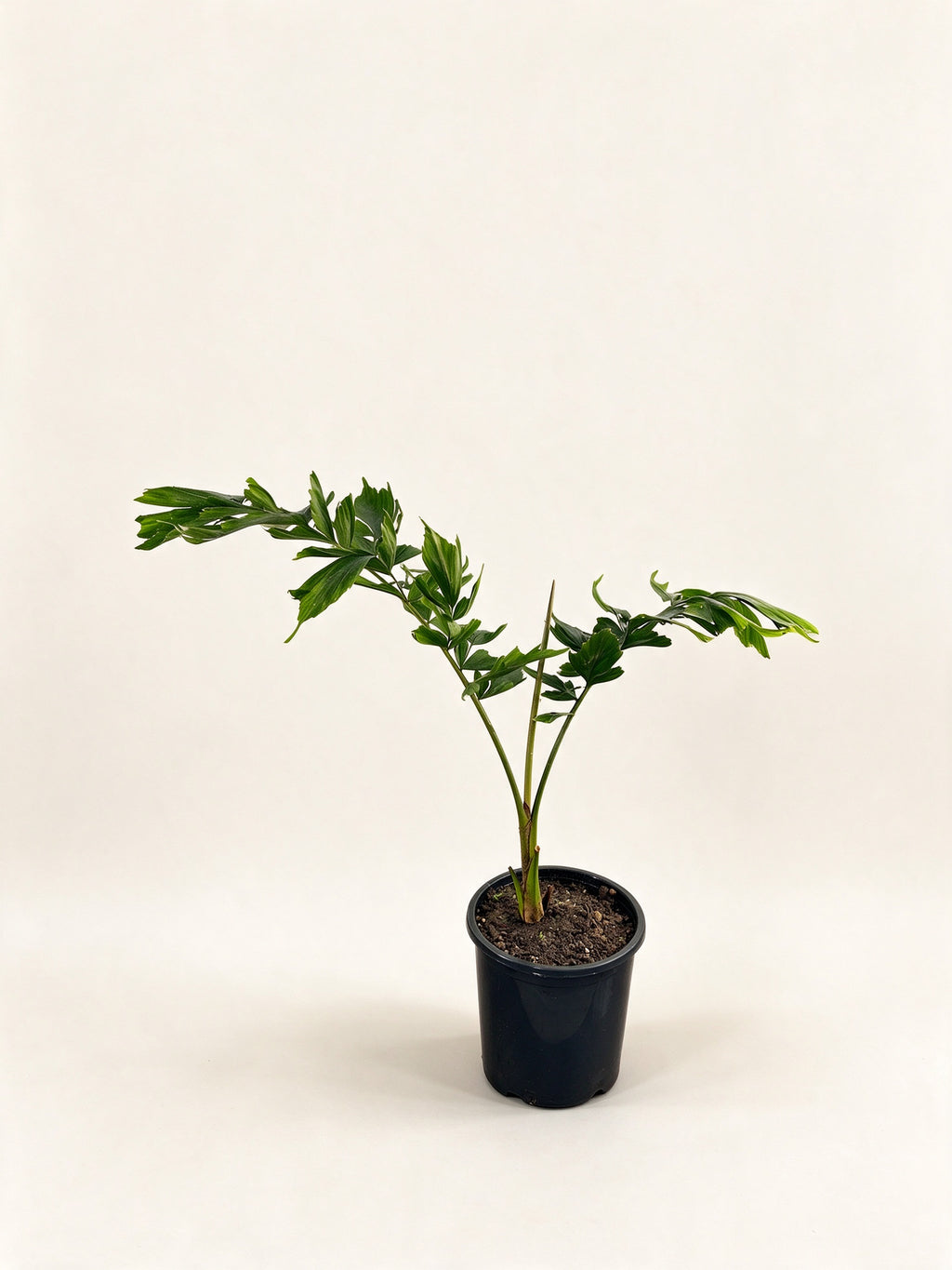 Caryota monostachya