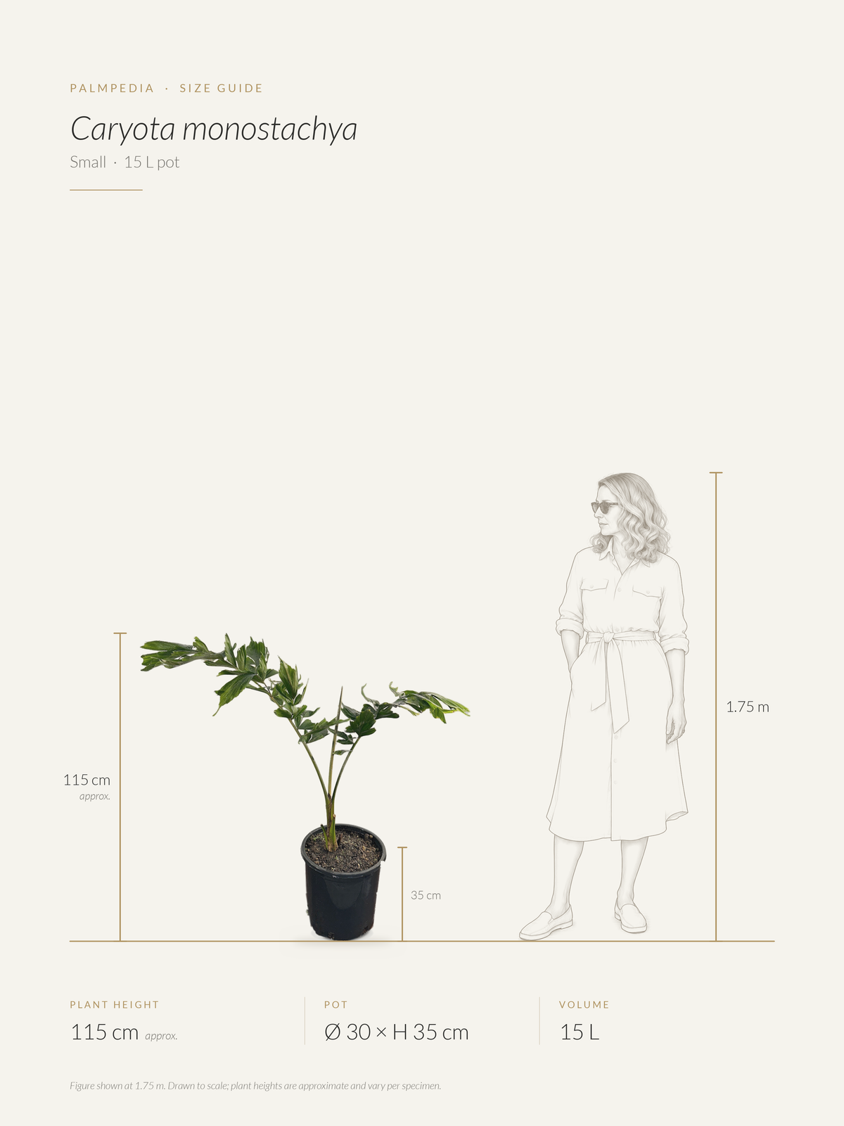 Caryota monostachya – size guide