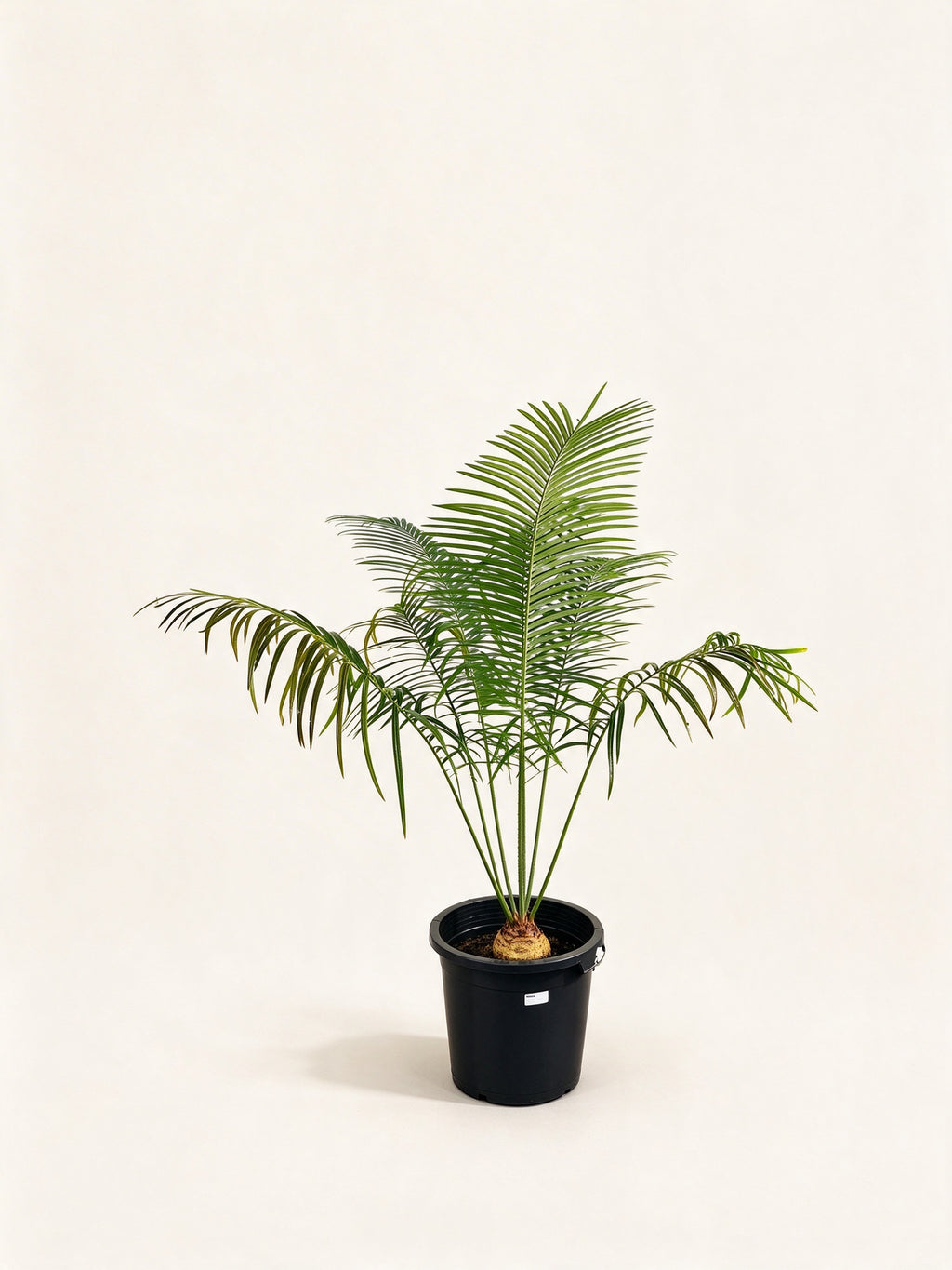 Cycas petraea