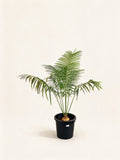 Cycas petraea