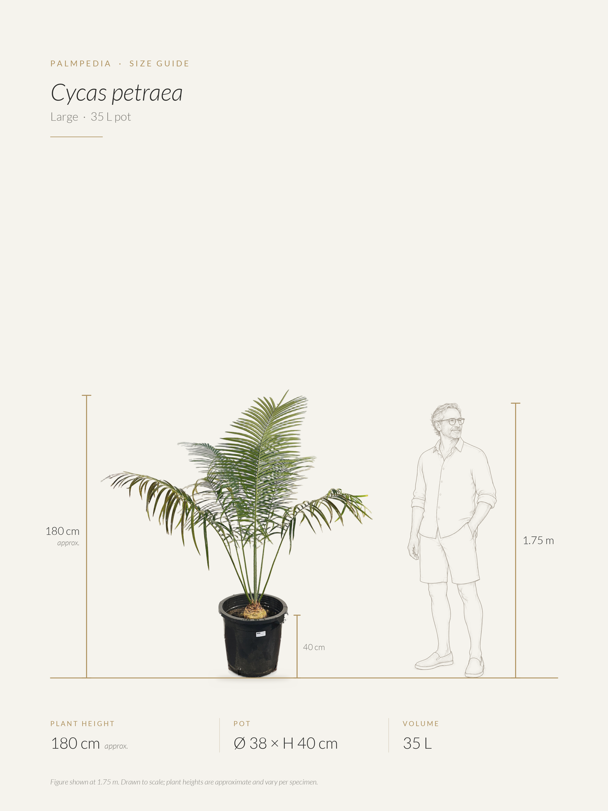 Cycas petraea – size guide