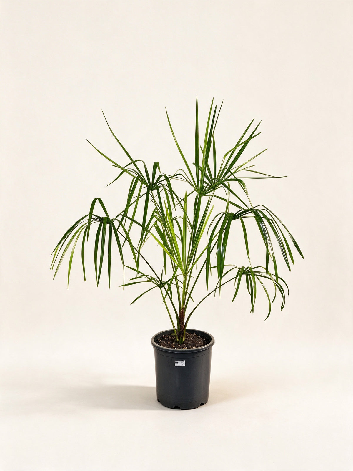 Livistona decora