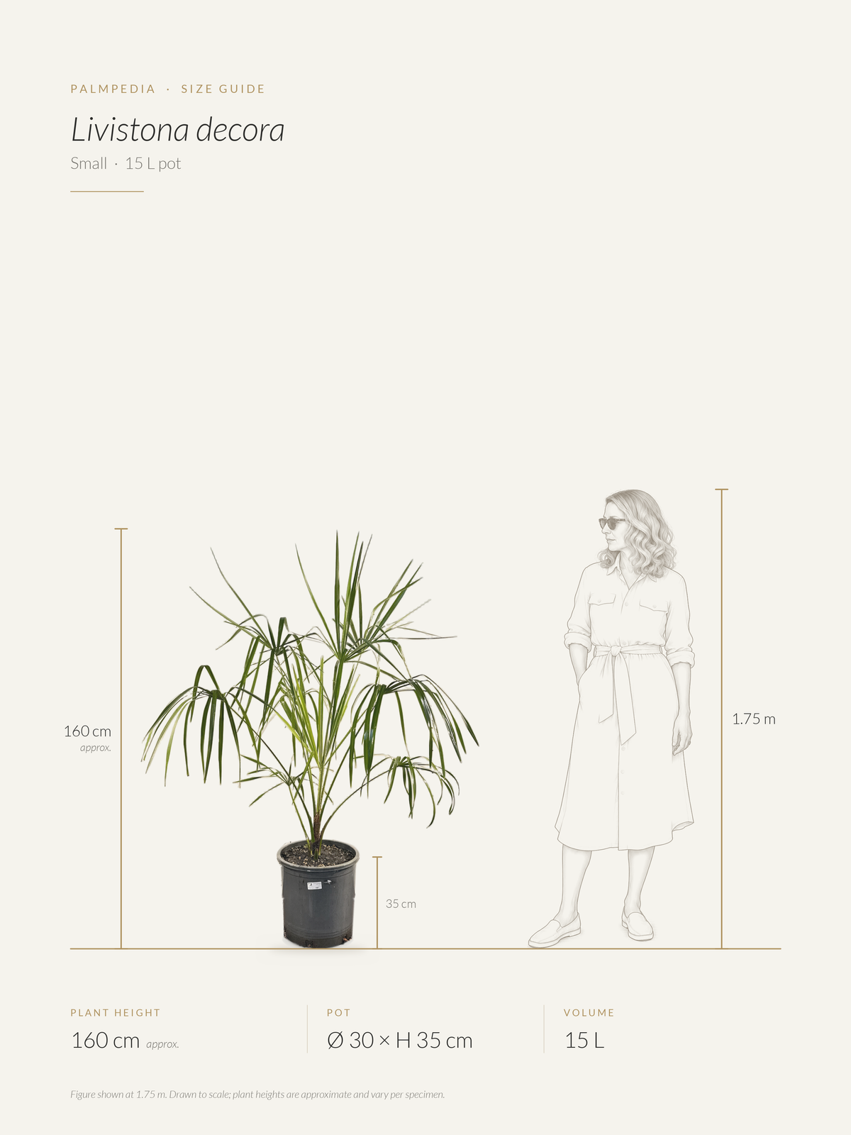 Livistona decora – size guide