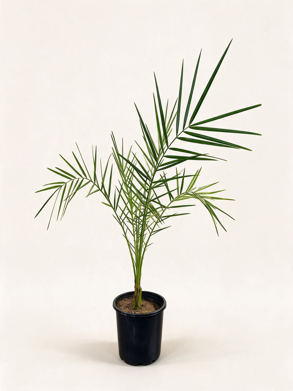 Phoenix dactylifera 'Oasis Errachidia'