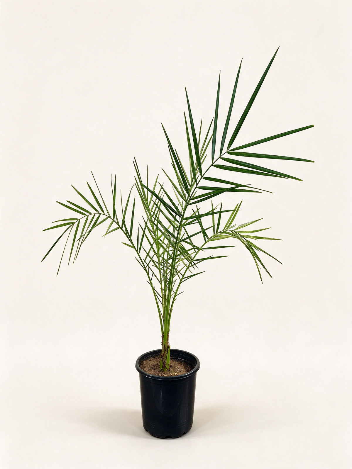 Phoenix dactylifera 'Oasis Errachidia'