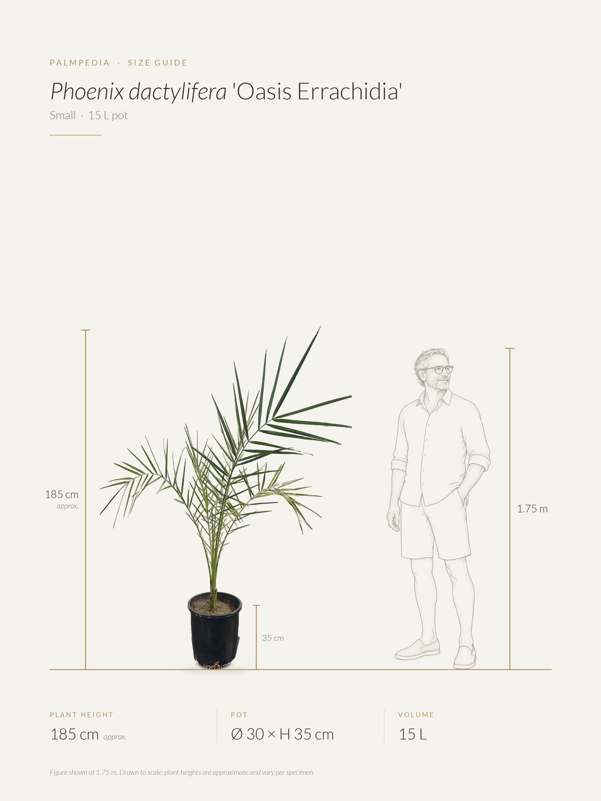 Phoenix dactylifera 'Oasis Errachidia' – size guide