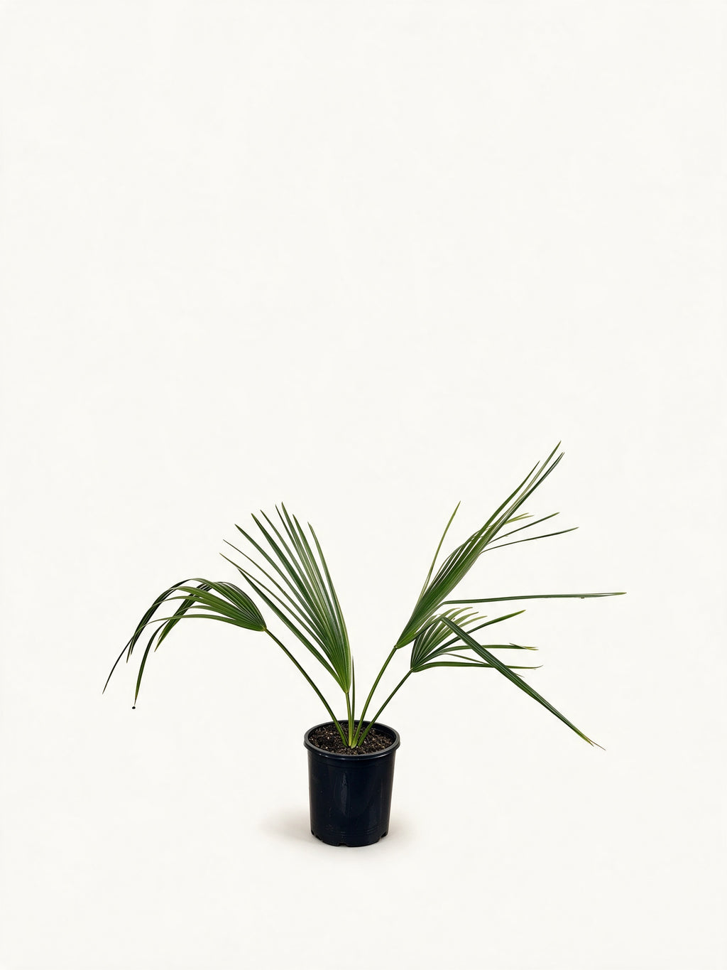 Sabal palmetto