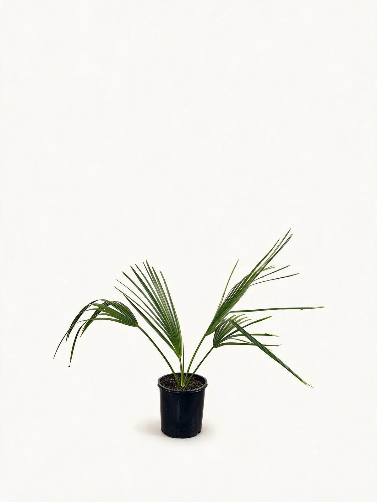 Sabal palmetto