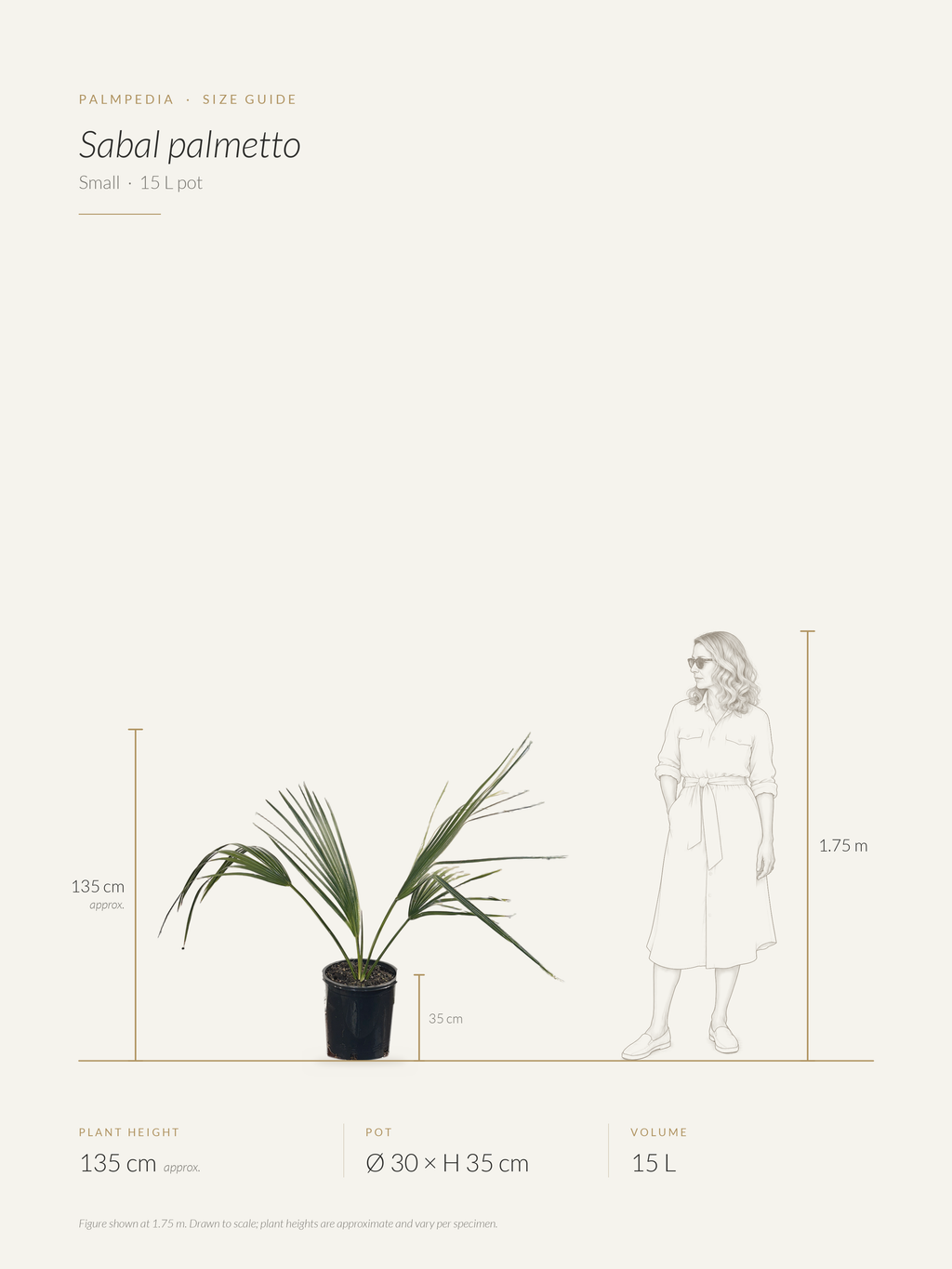 Sabal palmetto – size guide