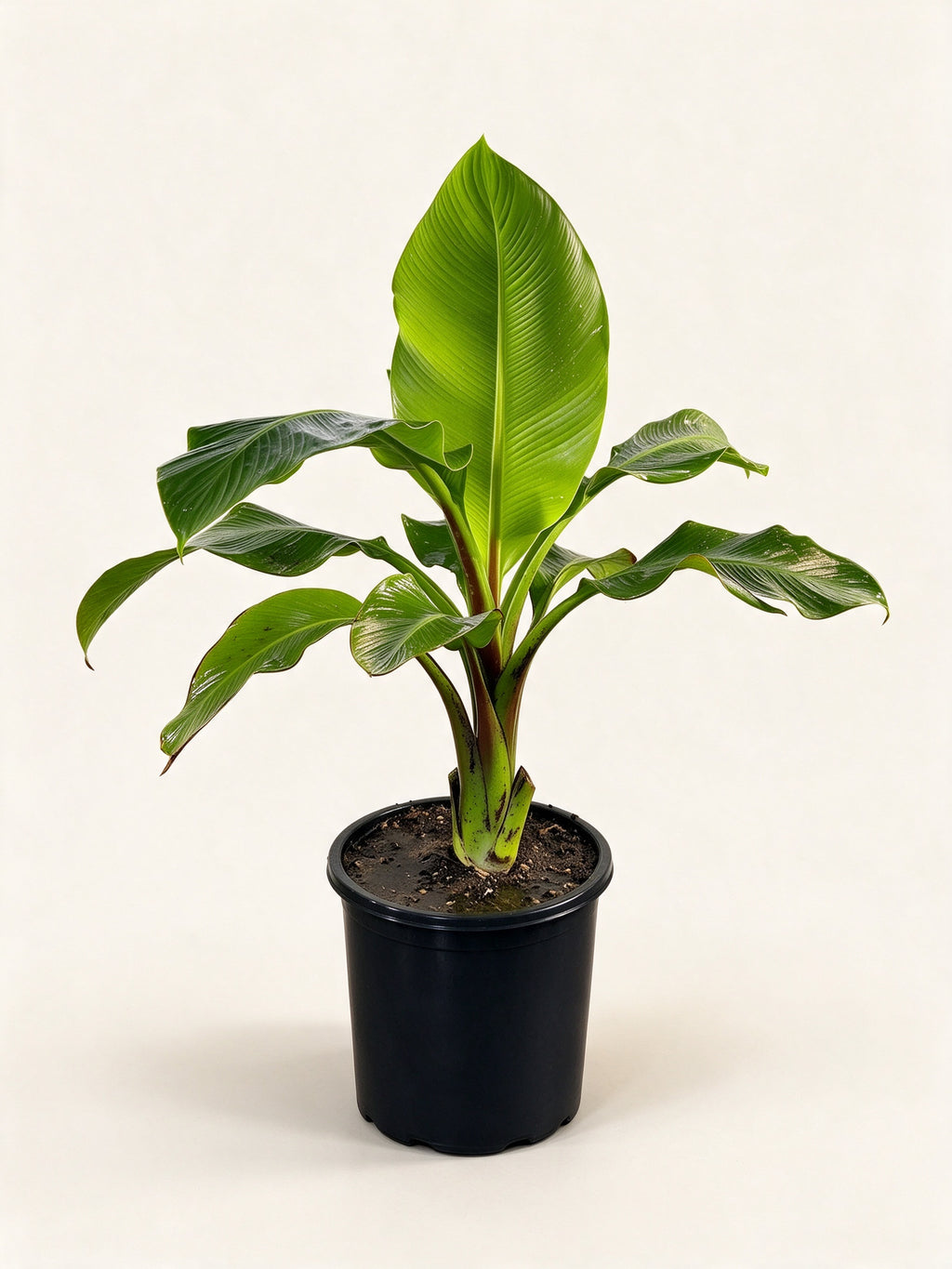 Musa velutina