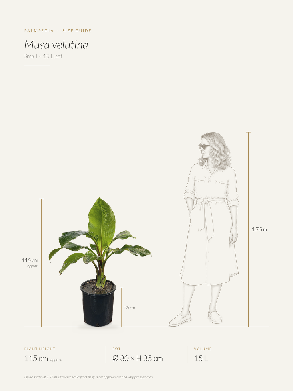 Musa velutina – size guide
