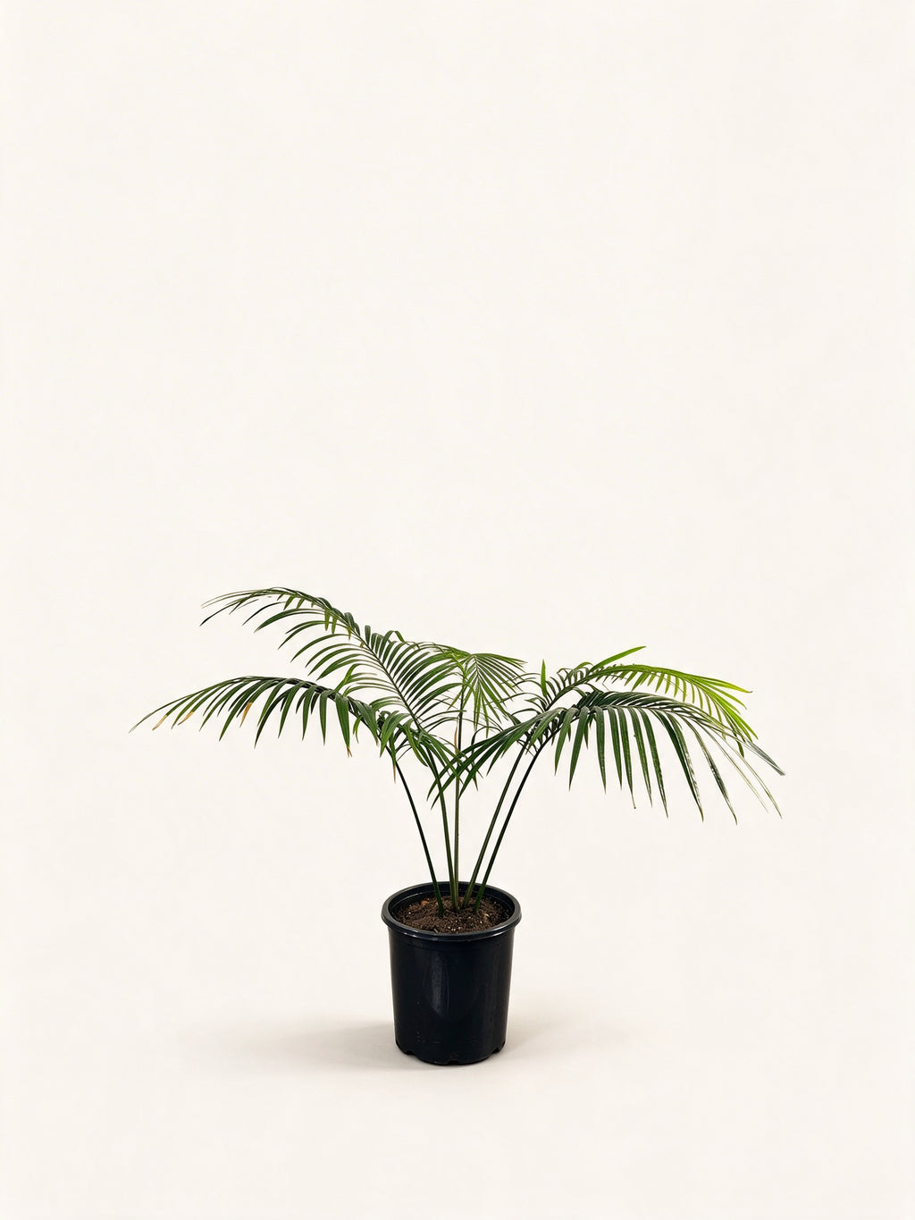 Cycas chevalieri