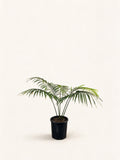 Cycas chevalieri